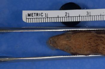 Media type: image;   Herpetology R-33533